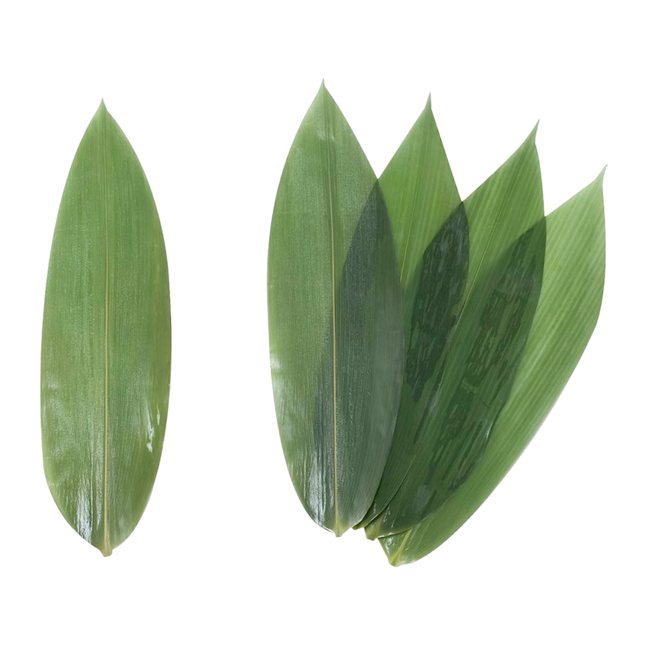 Feuilles de bambou feuilles de bambou pour décoration